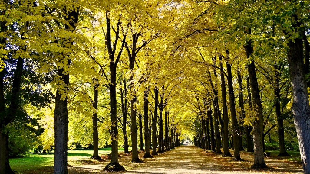 SSR,All-Love個案心得回饋