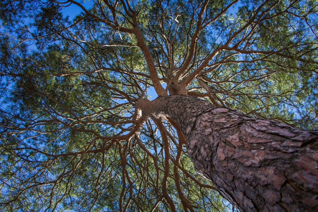 SSR古埃及靈氣一年期課程學生心得分享